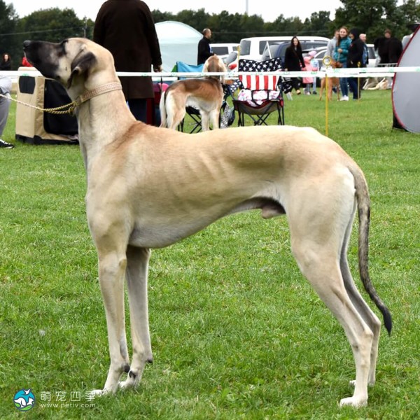 北非猎犬-4