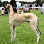 北非猎犬-缩略图-4