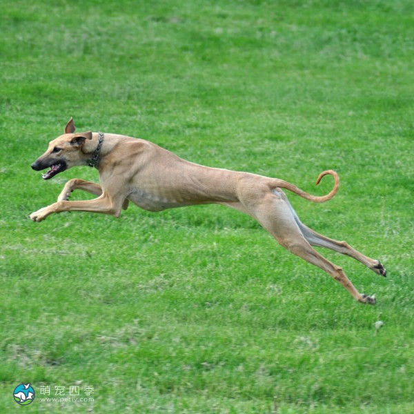 北非猎犬-5