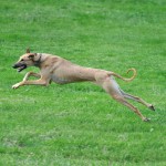 北非猎犬-缩略图-5