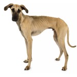 北非猎犬-缩略图-6