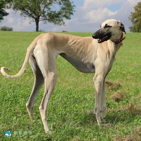 北非猎犬-7