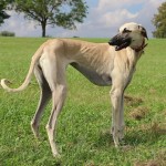 北非猎犬-缩略图-7