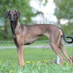 北非猎犬-缩略图-8