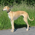 北非猎犬-缩略图-9