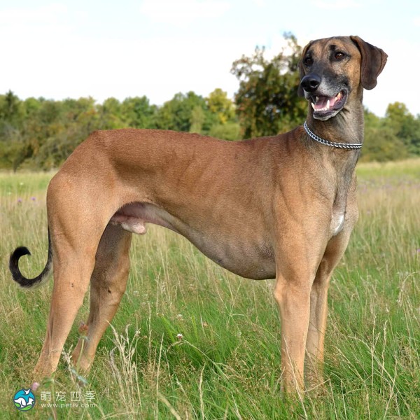 北非猎犬-10