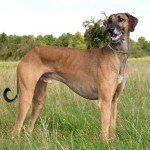 北非猎犬-缩略图-10