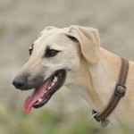 北非猎犬-缩略图-11