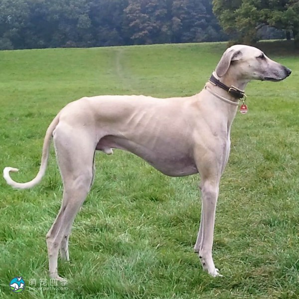 北非猎犬-12