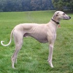 北非猎犬-缩略图-12