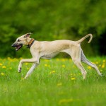 北非猎犬-缩略图-13