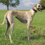 北非猎犬-缩略图-14