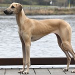 北非猎犬-缩略图-15