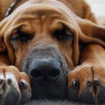 寻血猎犬-缩略图-3