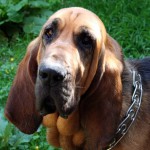 寻血猎犬-缩略图-4