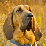 寻血猎犬-缩略图-5