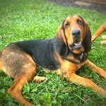 寻血猎犬-缩略图-6