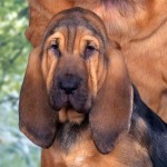 寻血猎犬-缩略图-7