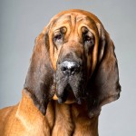 寻血猎犬-缩略图-8