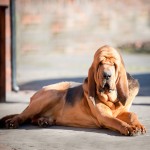 寻血猎犬-缩略图-9