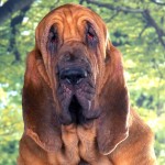 寻血猎犬-缩略图-10