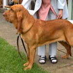 寻血猎犬-缩略图-11