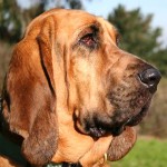 寻血猎犬-缩略图-12