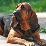 寻血猎犬-缩略图-13