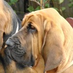 寻血猎犬-缩略图-15