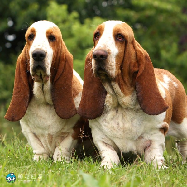 巴吉度猎犬-1