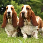 巴吉度猎犬-缩略图-1