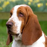 巴吉度猎犬-缩略图-2