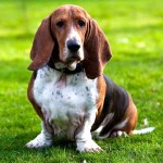 巴吉度猎犬-缩略图-3