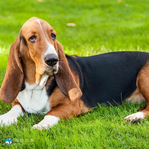 巴吉度猎犬-4