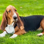 巴吉度猎犬-缩略图-4