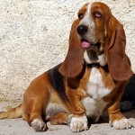 巴吉度猎犬-缩略图-5