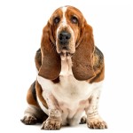 巴吉度猎犬-缩略图-8