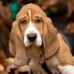 巴吉度猎犬-缩略图-9