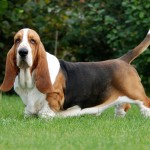 巴吉度猎犬-缩略图-10