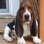 巴吉度猎犬-缩略图-12