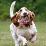 巴吉度猎犬-缩略图-13