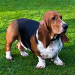 巴吉度猎犬-缩略图-14