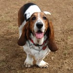 巴吉度猎犬-缩略图-15