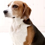 英国猎狐犬-缩略图-1