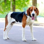 英国猎狐犬-缩略图-2