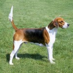 英国猎狐犬-缩略图-3