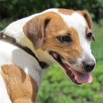 英国猎狐犬-缩略图-4