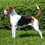 英国猎狐犬-缩略图-5