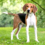 英国猎狐犬-缩略图-6