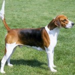 英国猎狐犬-缩略图-7